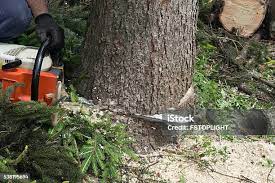 Best Storm Damage Tree Cleanup  in Hawaiian Beaches, HI